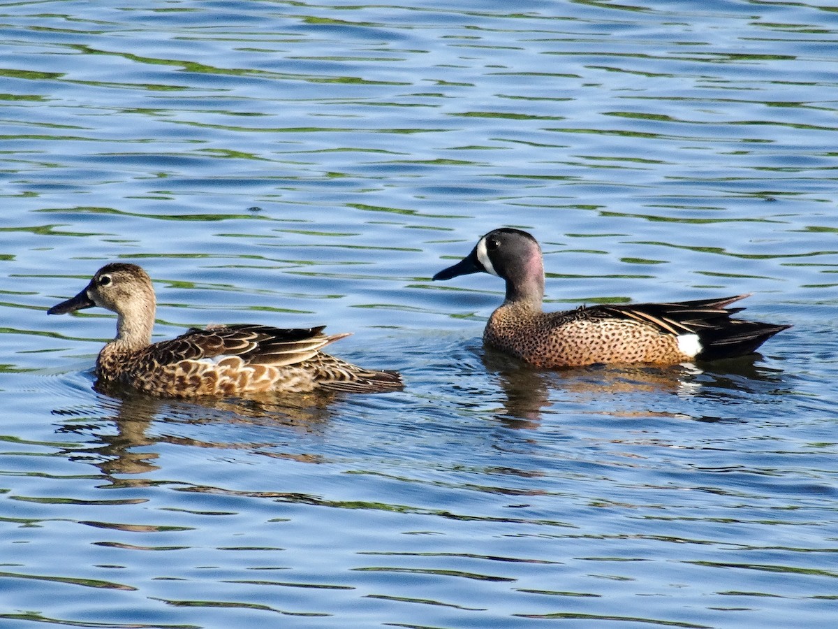 Blue-winged Teal - ML619311122