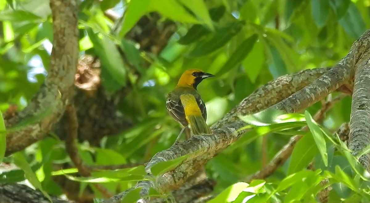 Orchard Oriole - ML619311137