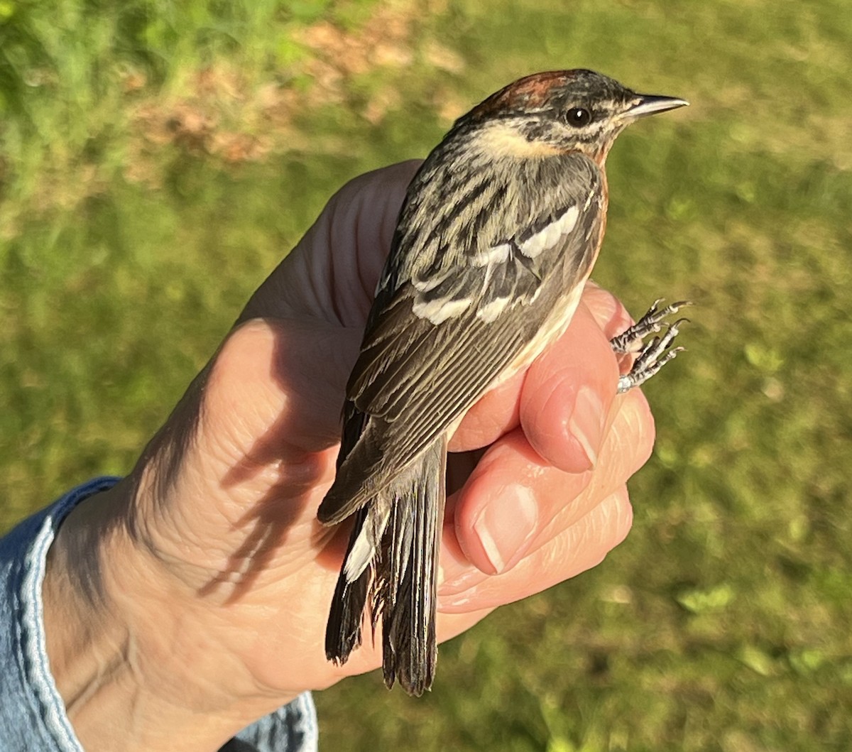 Bay-breasted Warbler - ML619311142