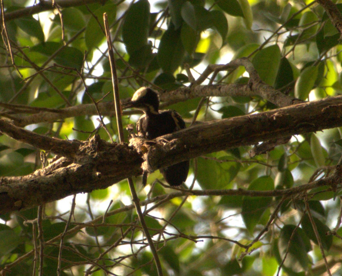 Heart-spotted Woodpecker - ML619311160