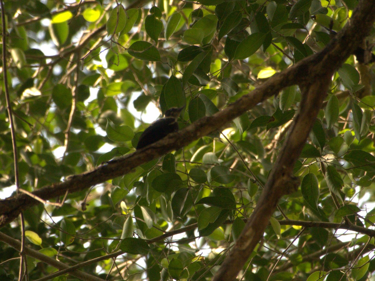 Heart-spotted Woodpecker - ML619311161