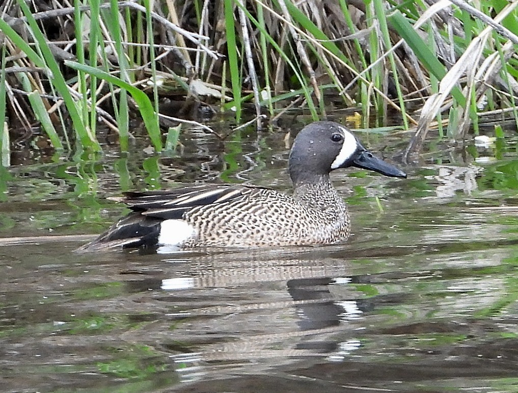 Blue-winged Teal - ML619311165