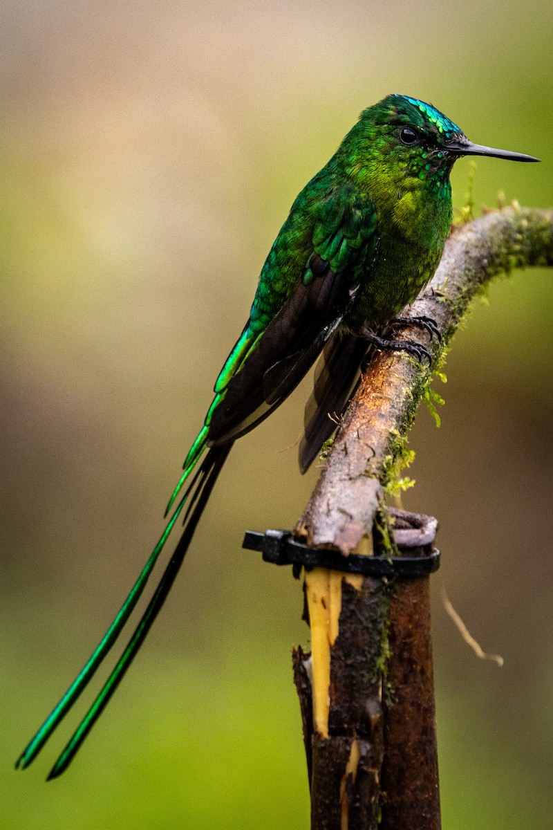Long-tailed Sylph - ML619311226