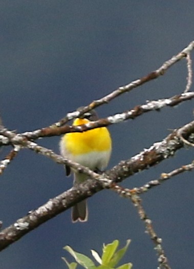 Yellow-breasted Chat - ML619311245