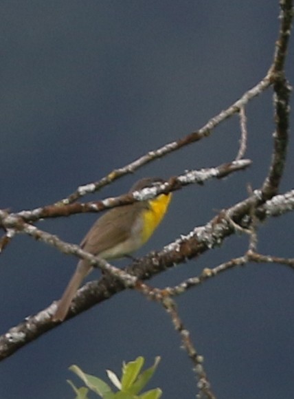 Yellow-breasted Chat - ML619311246