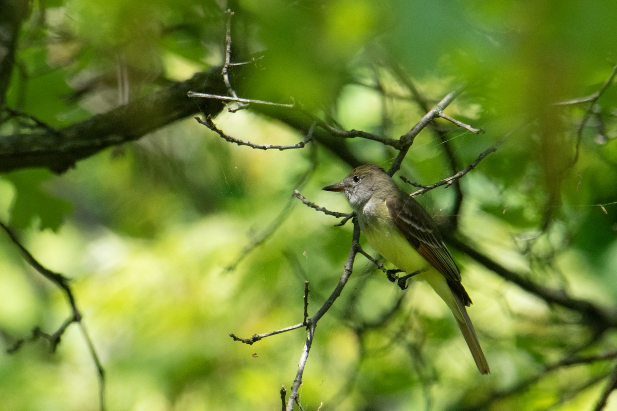 Great Crested Flycatcher - ML619311277