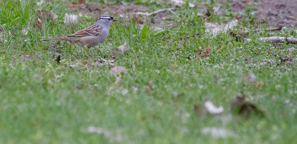 White-crowned Sparrow - ML619311309