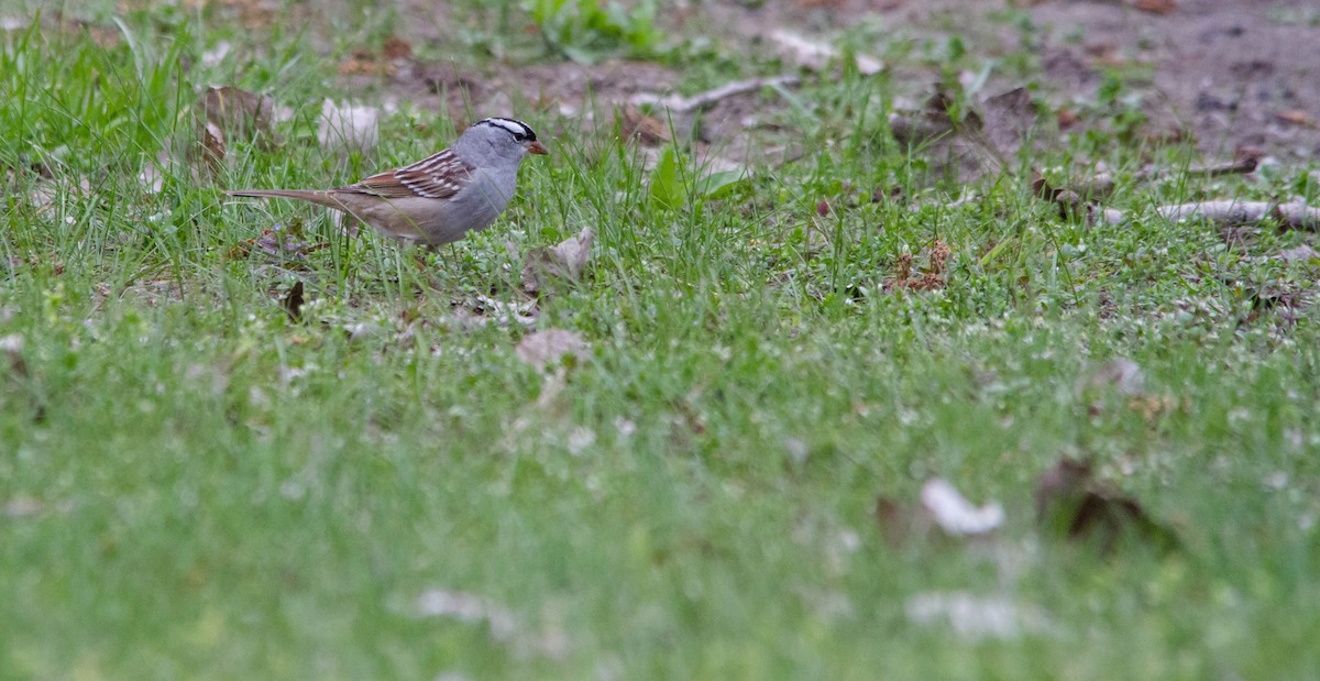 White-crowned Sparrow - ML619311311