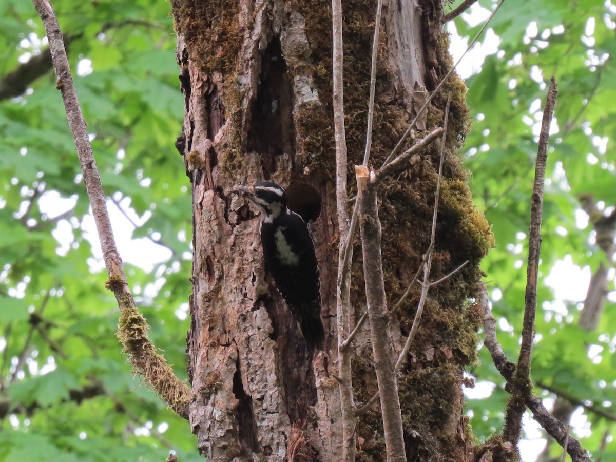 Hairy Woodpecker (Pacific) - ML619311328