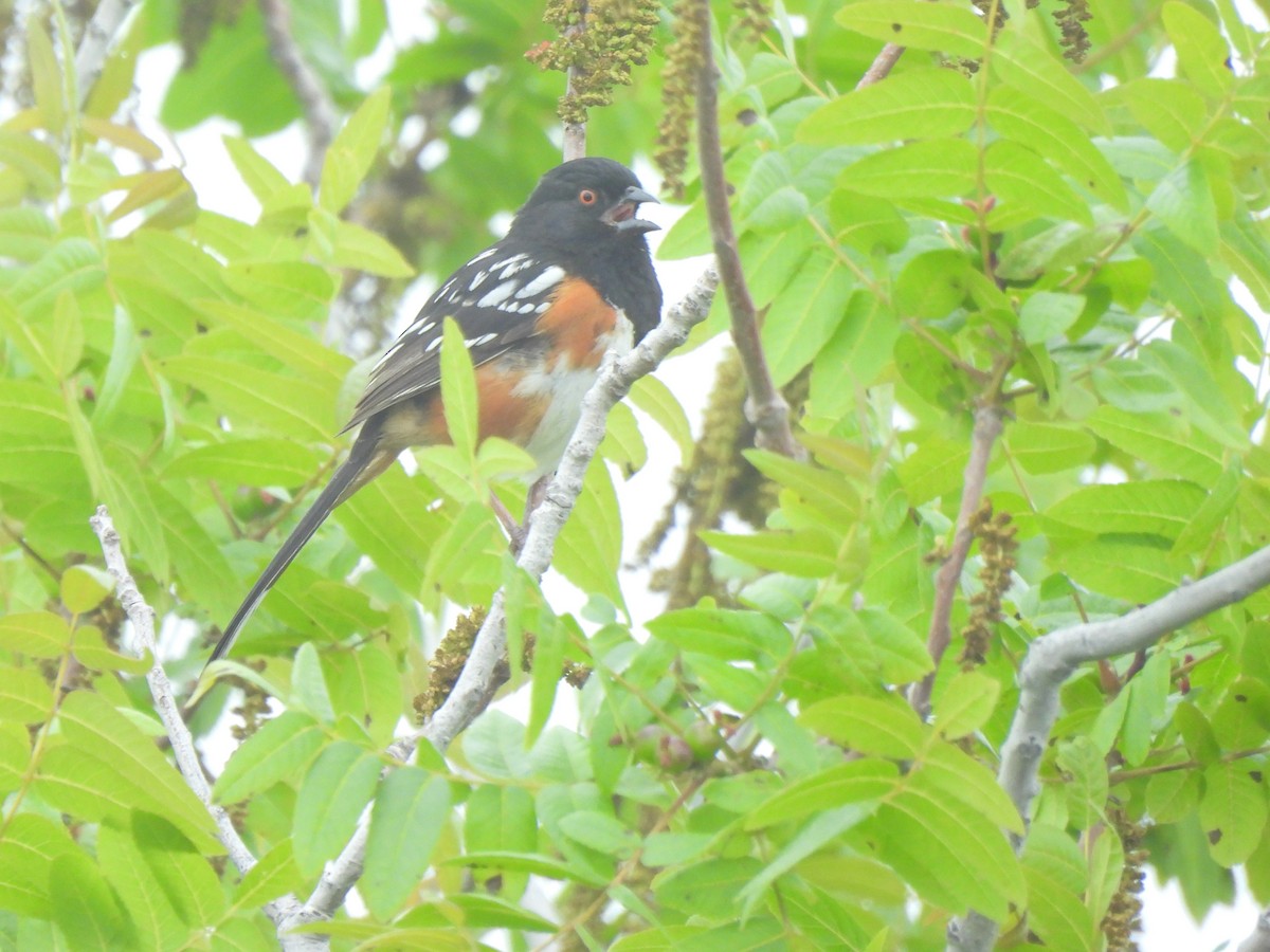 Spotted Towhee - ML619311332