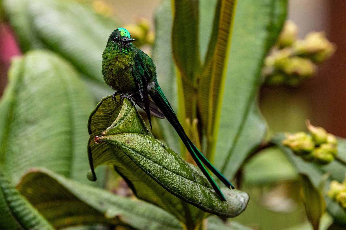 Long-tailed Sylph - ML619311353