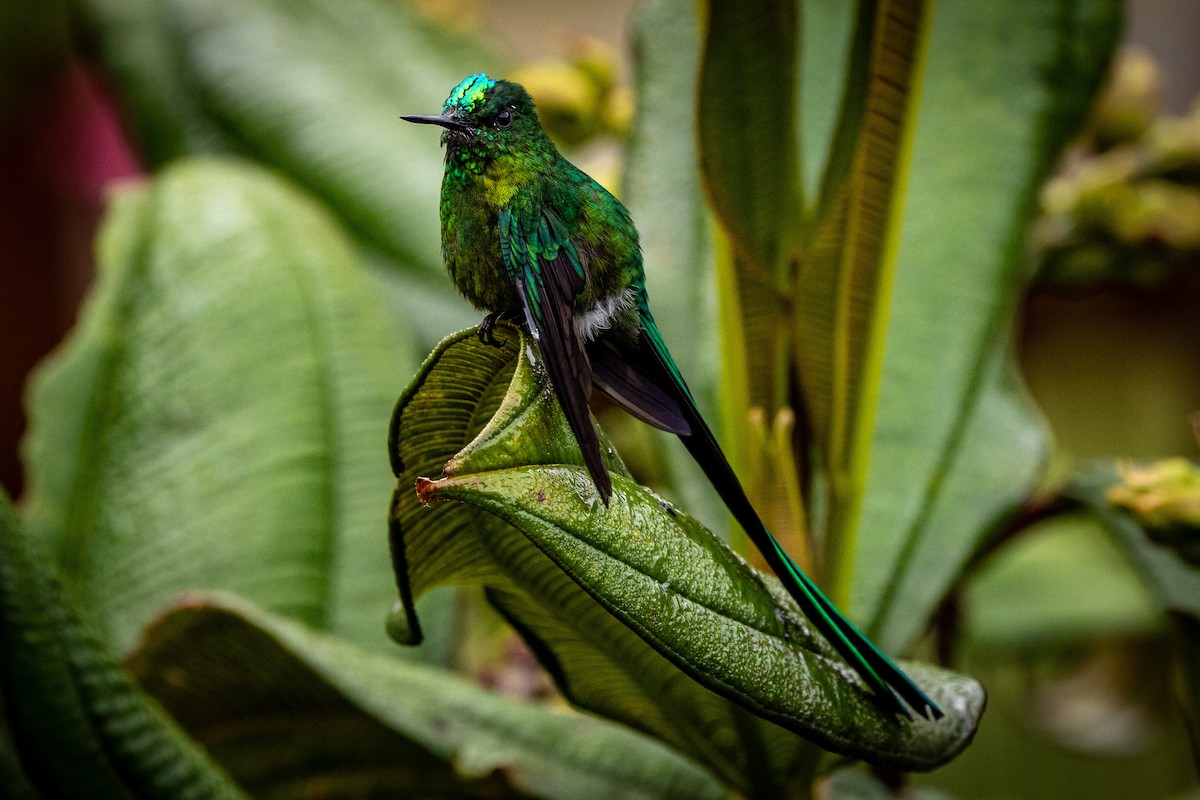 Long-tailed Sylph - ML619311354