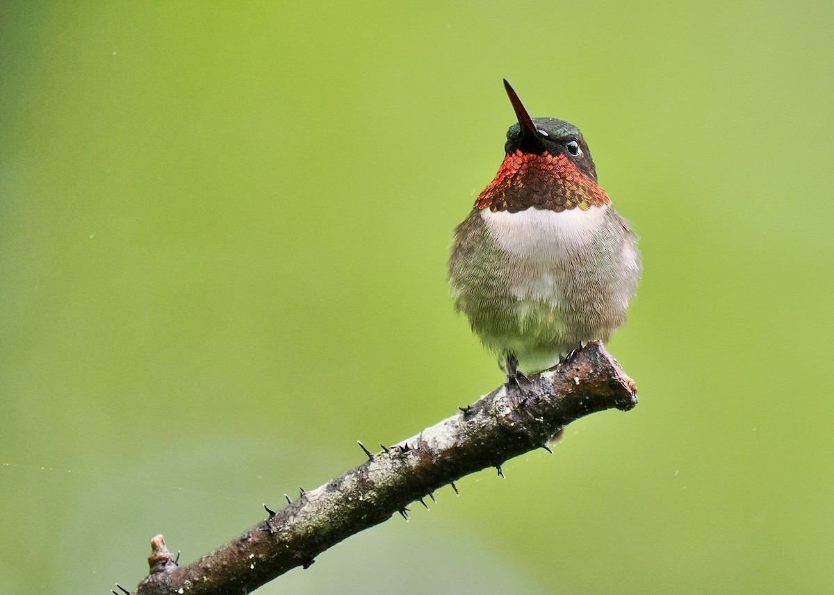 Ruby-throated Hummingbird - ML619311361