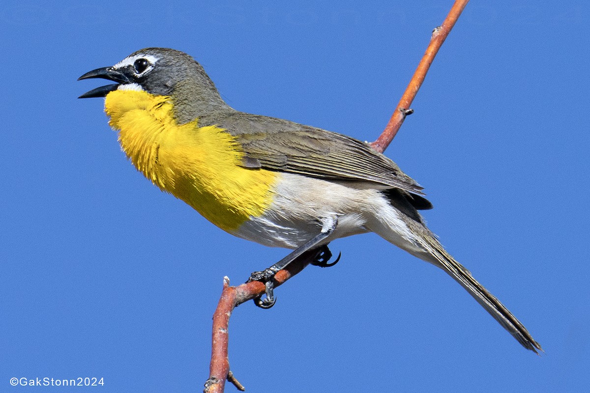 Yellow-breasted Chat - ML619311397