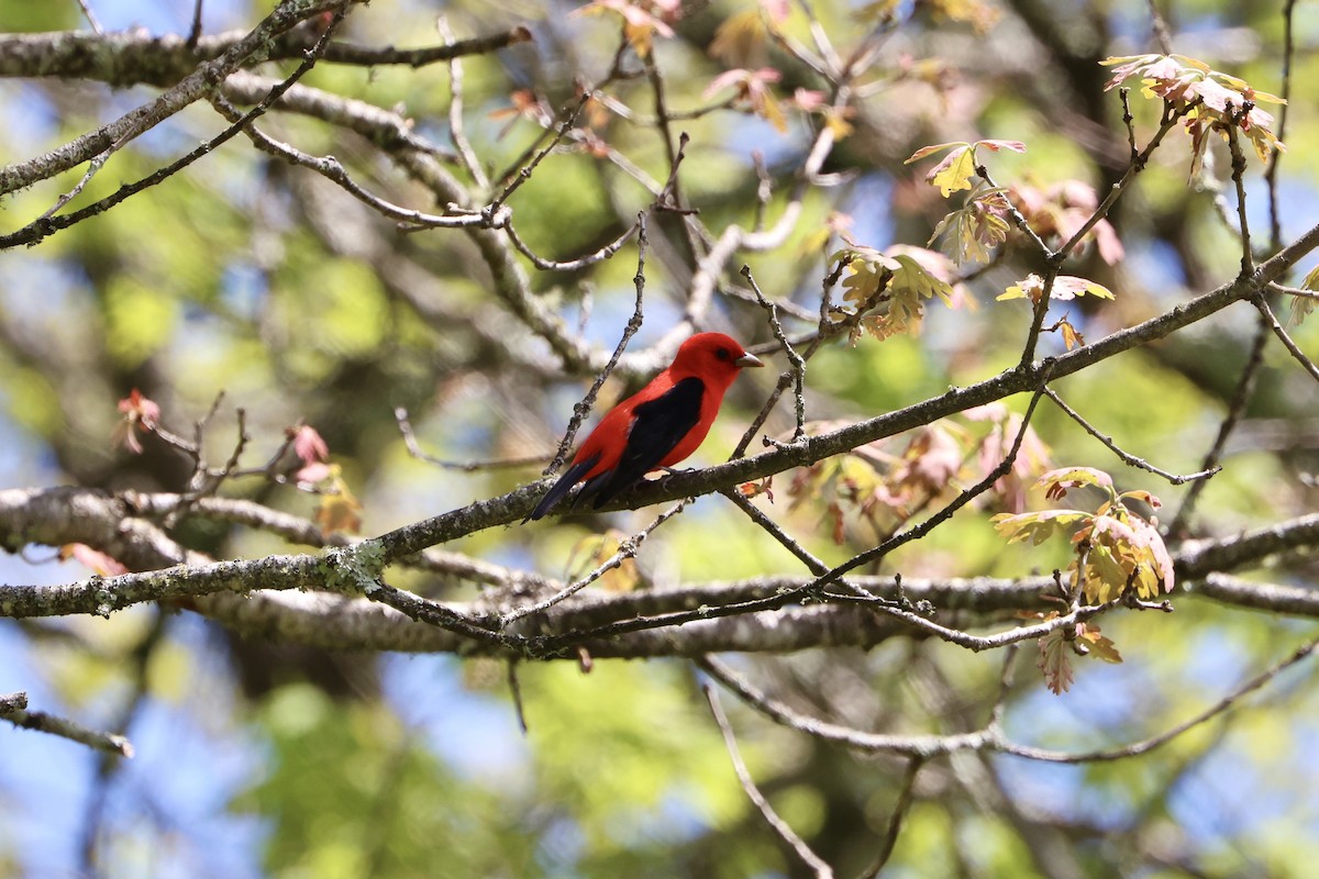 Scarlet Tanager - ML619311399