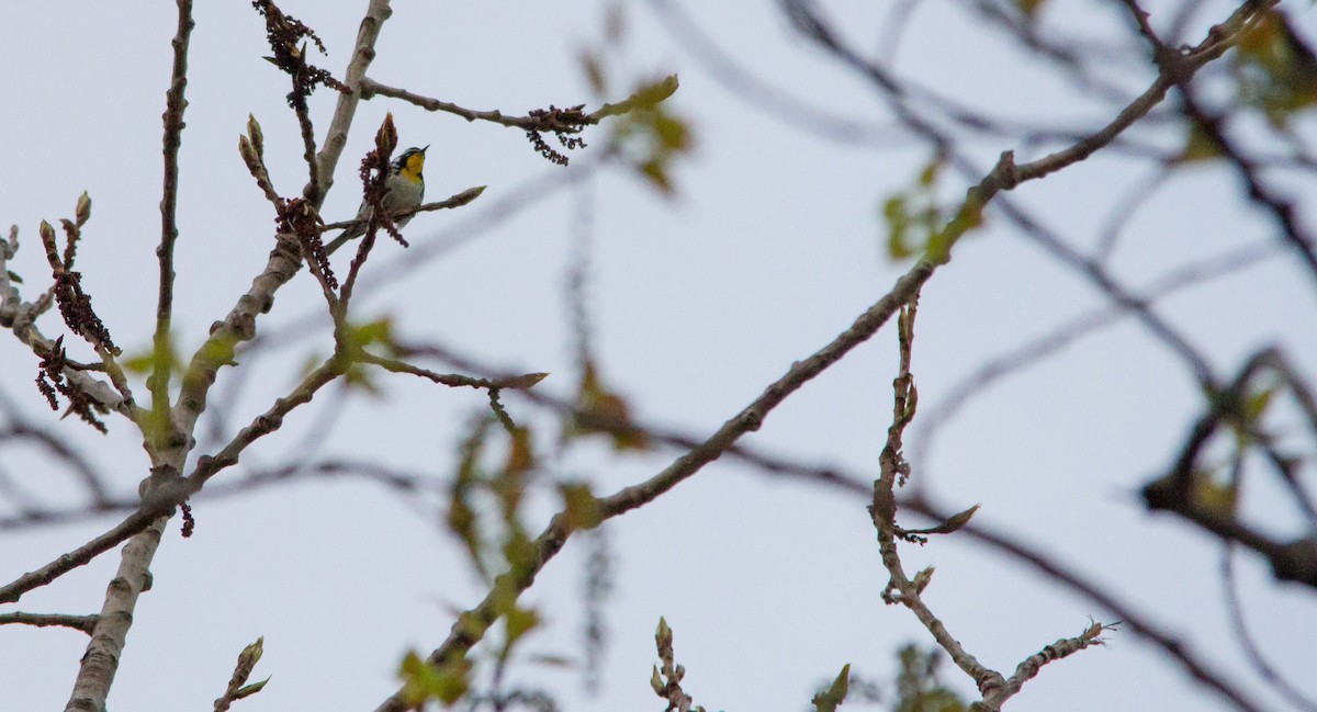 Yellow-throated Warbler - ML619311413