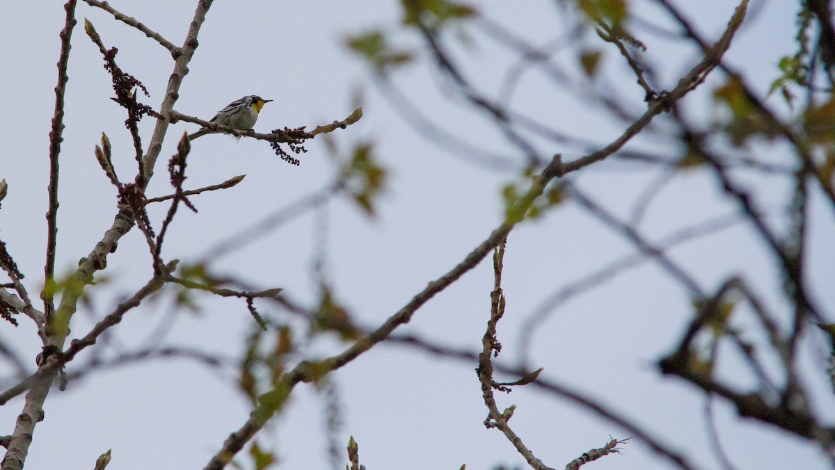 Yellow-throated Warbler - ML619311414