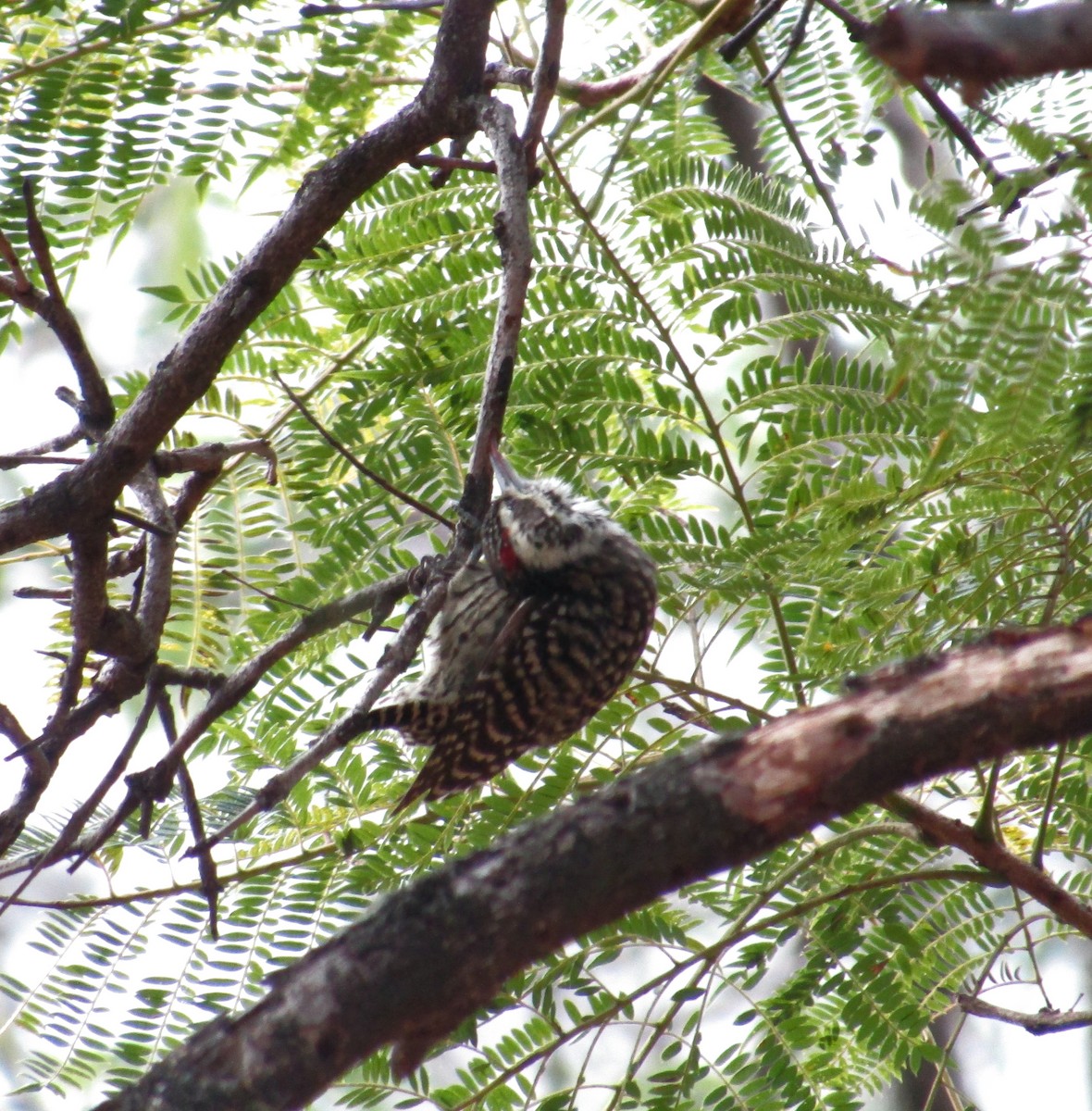 Checkered Woodpecker - ML619311426