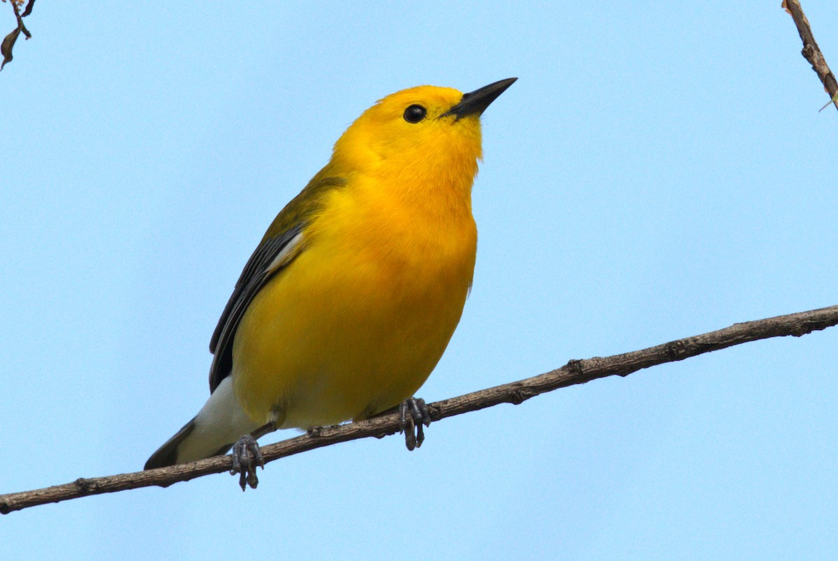 Prothonotary Warbler - ML619311466