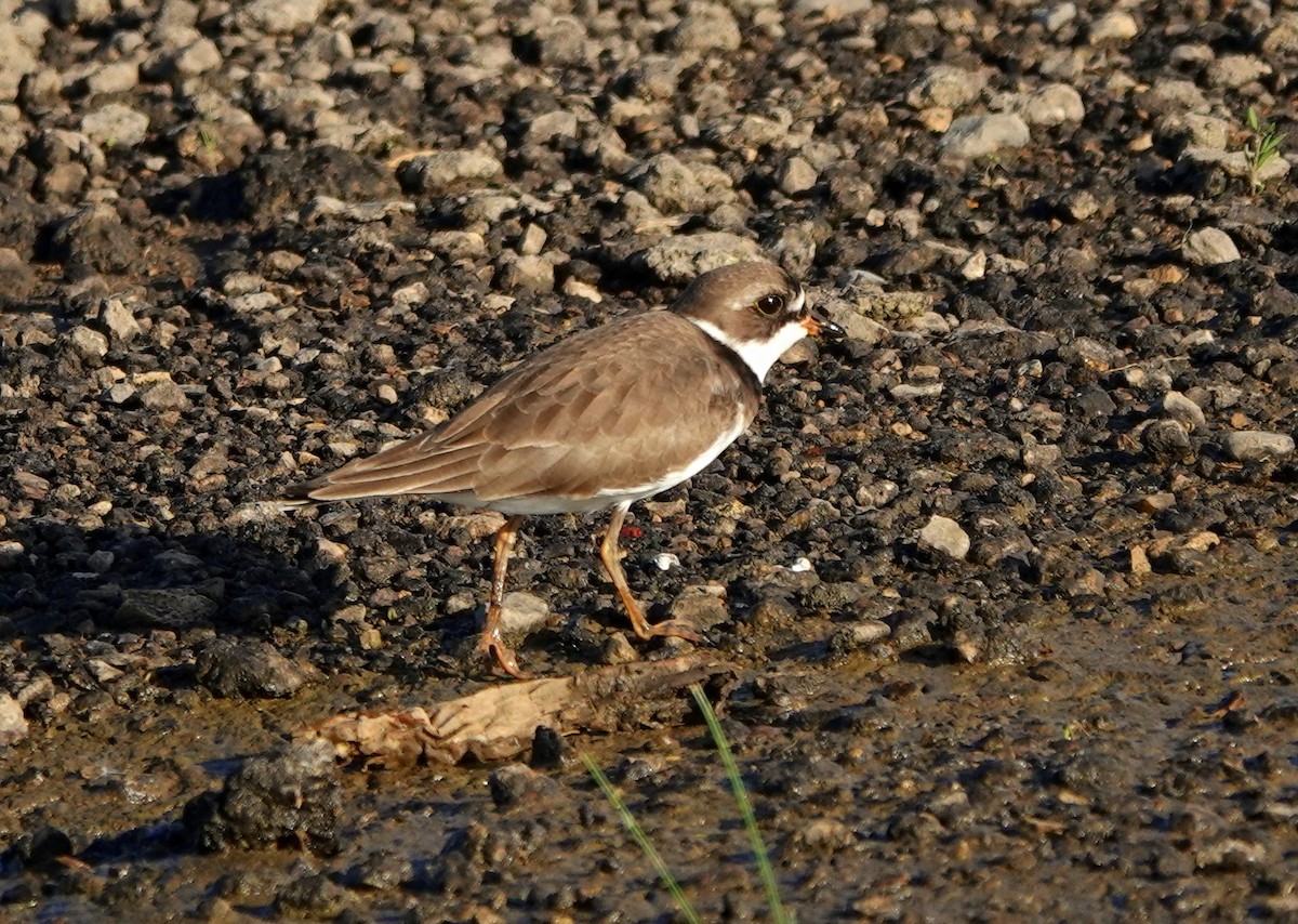 Semipalmated Plover - ML619311493