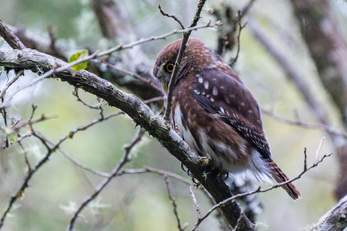 Austral Pygmy-Owl - ML619311513