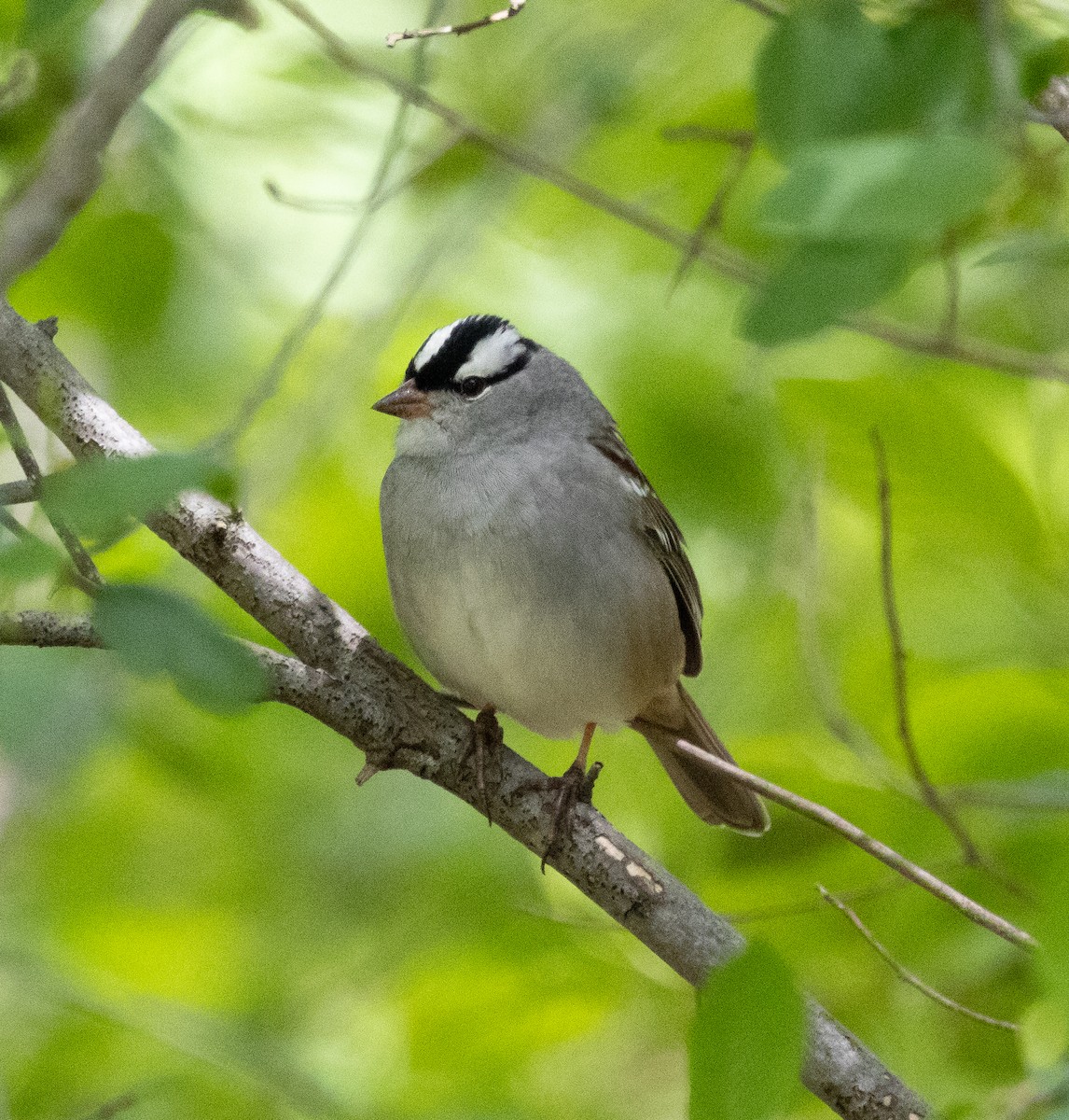 White-crowned Sparrow (leucophrys) - ML619311521