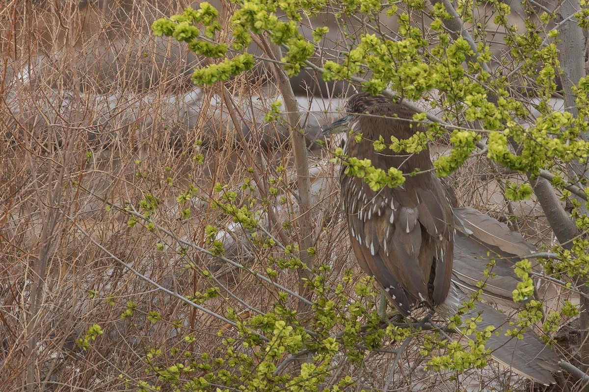 Black-crowned Night Heron - ML619311545