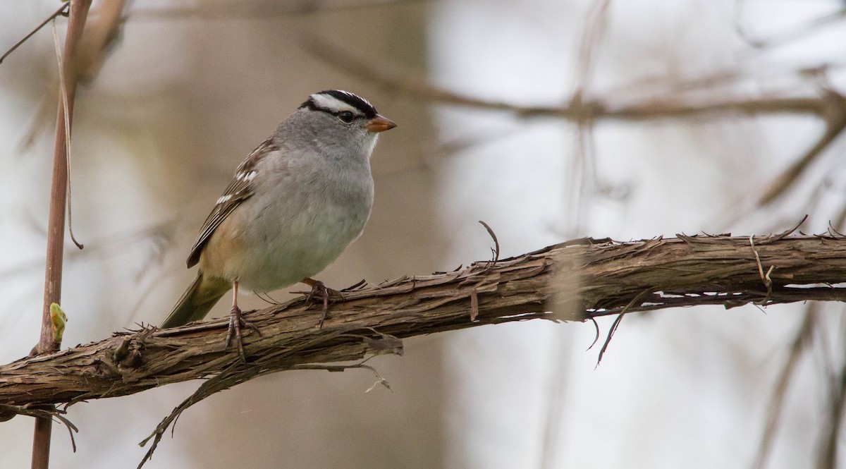 White-crowned Sparrow (leucophrys) - ML619311573