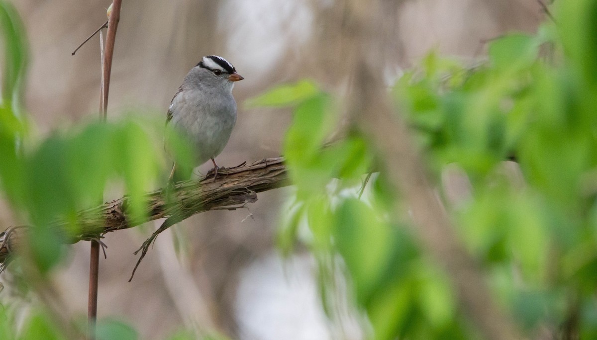 White-crowned Sparrow (leucophrys) - ML619311574