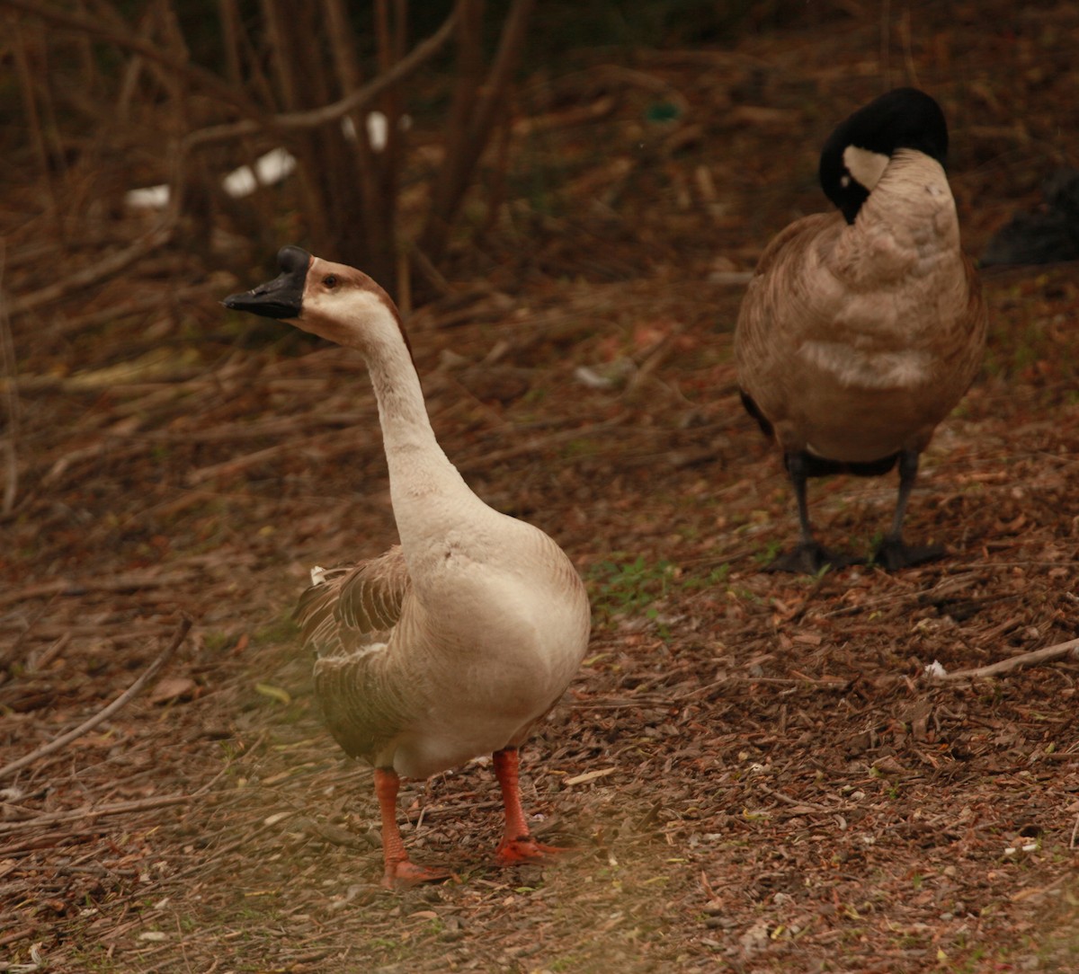 Domestic goose sp. (Domestic type) - ML619311582