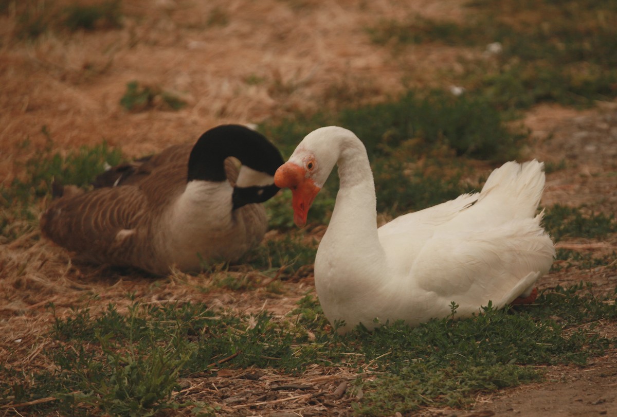 Domestic goose sp. (Domestic type) - ML619311584