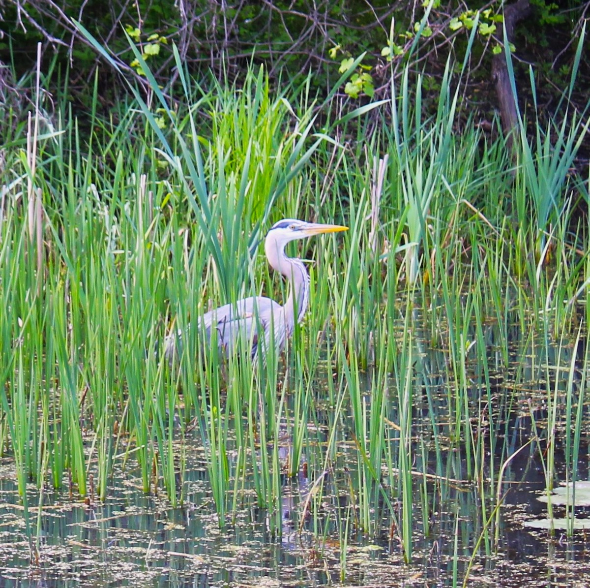 eBird Checklist 19 May 2024 250 E New Lenox Rd, Pittsfield USMA 42