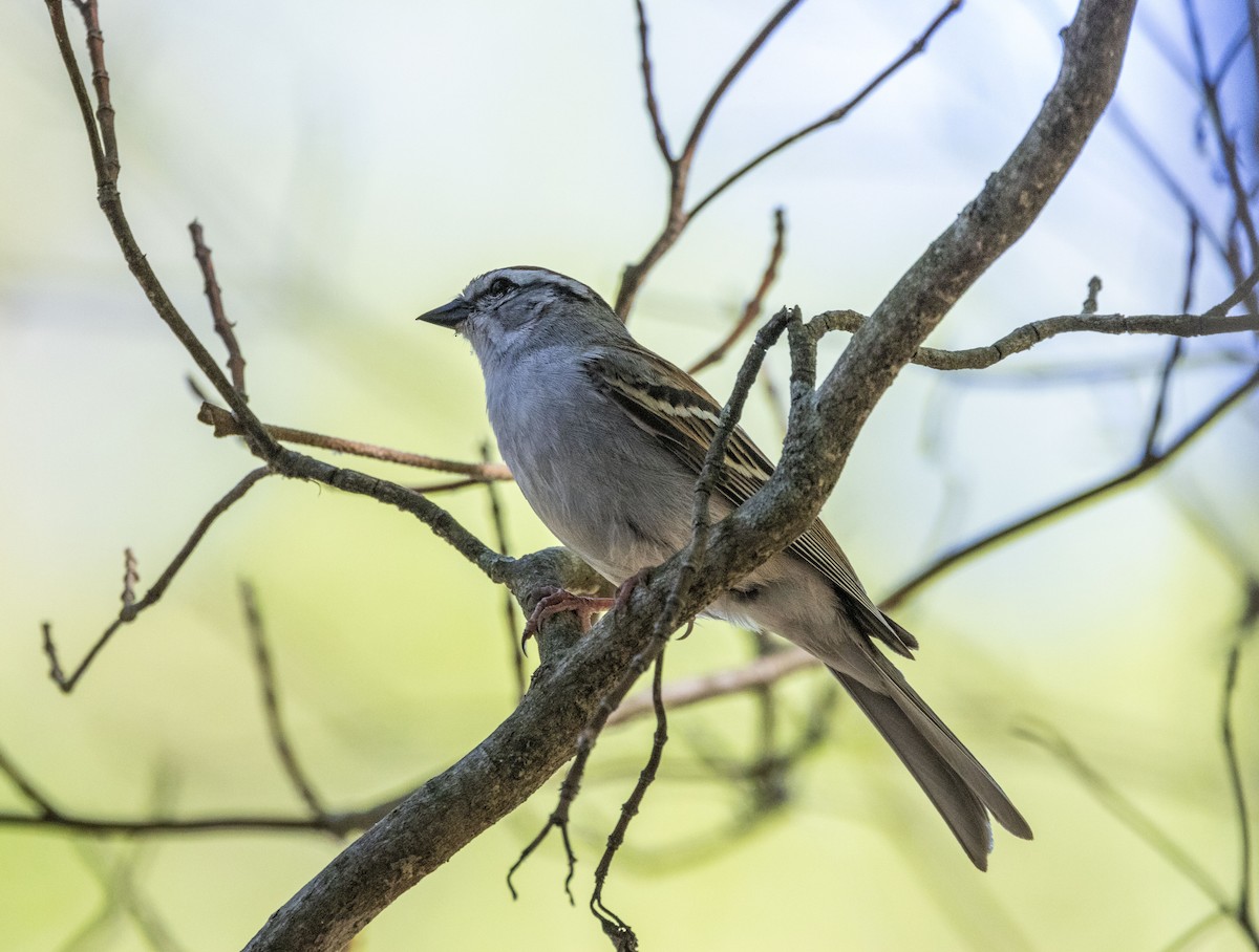 Chipping Sparrow - ML619311674