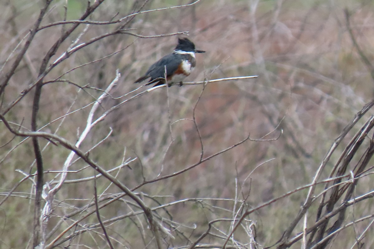 Belted Kingfisher - ML619311724