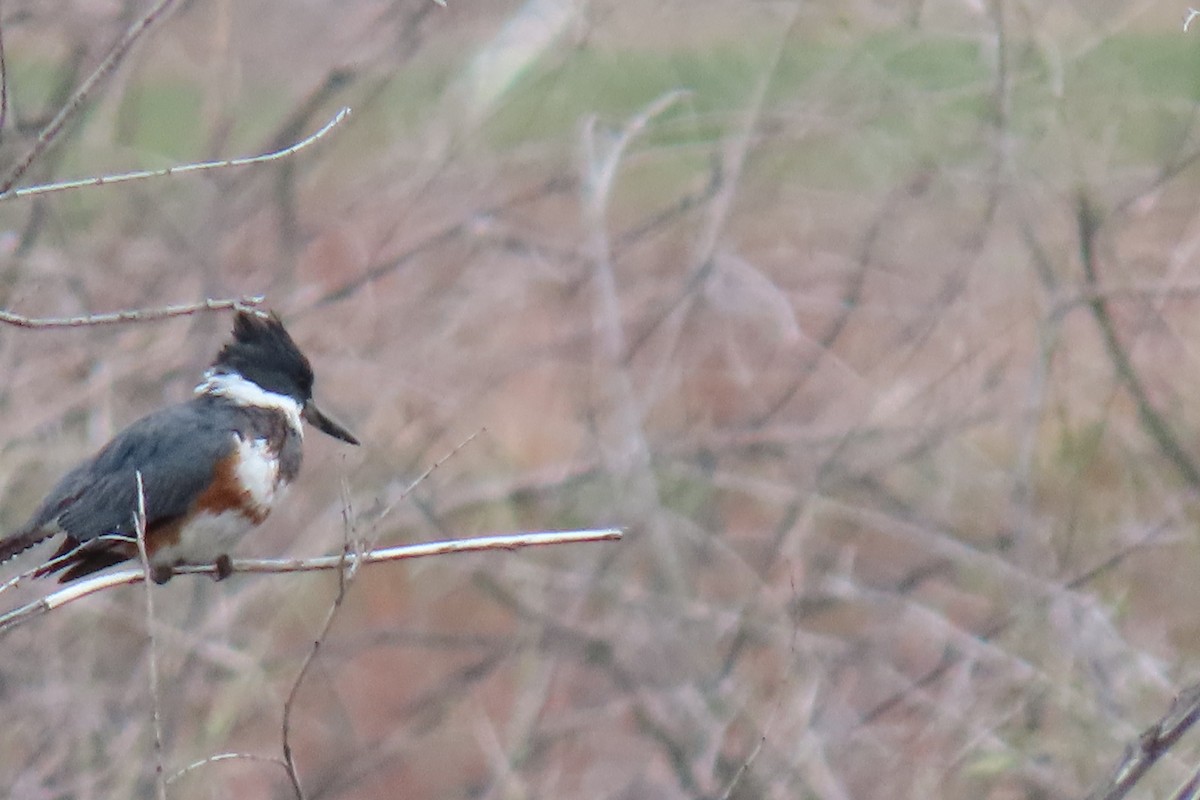 Belted Kingfisher - ML619311725