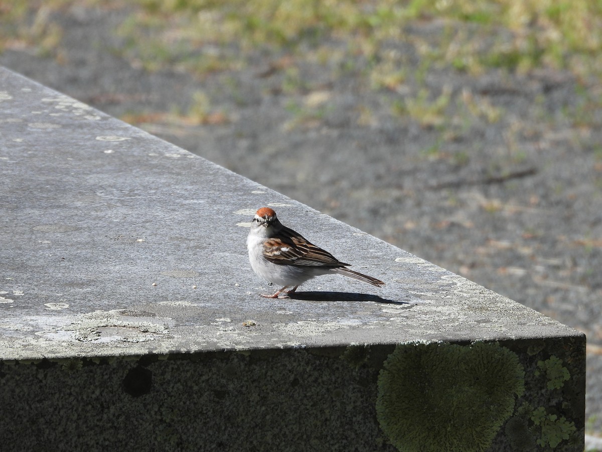 Chipping Sparrow - ML619311749