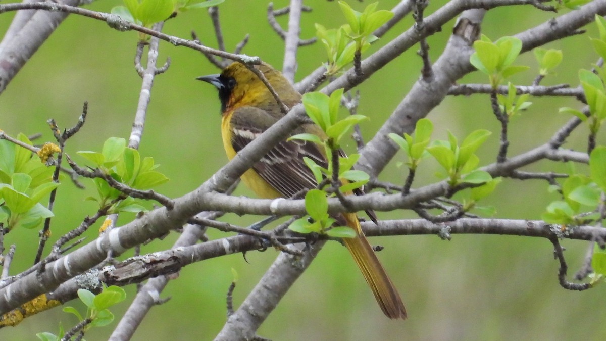 Orchard Oriole - ML619311778
