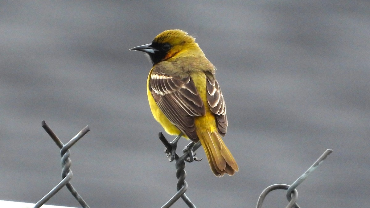 Orchard Oriole - ML619311779