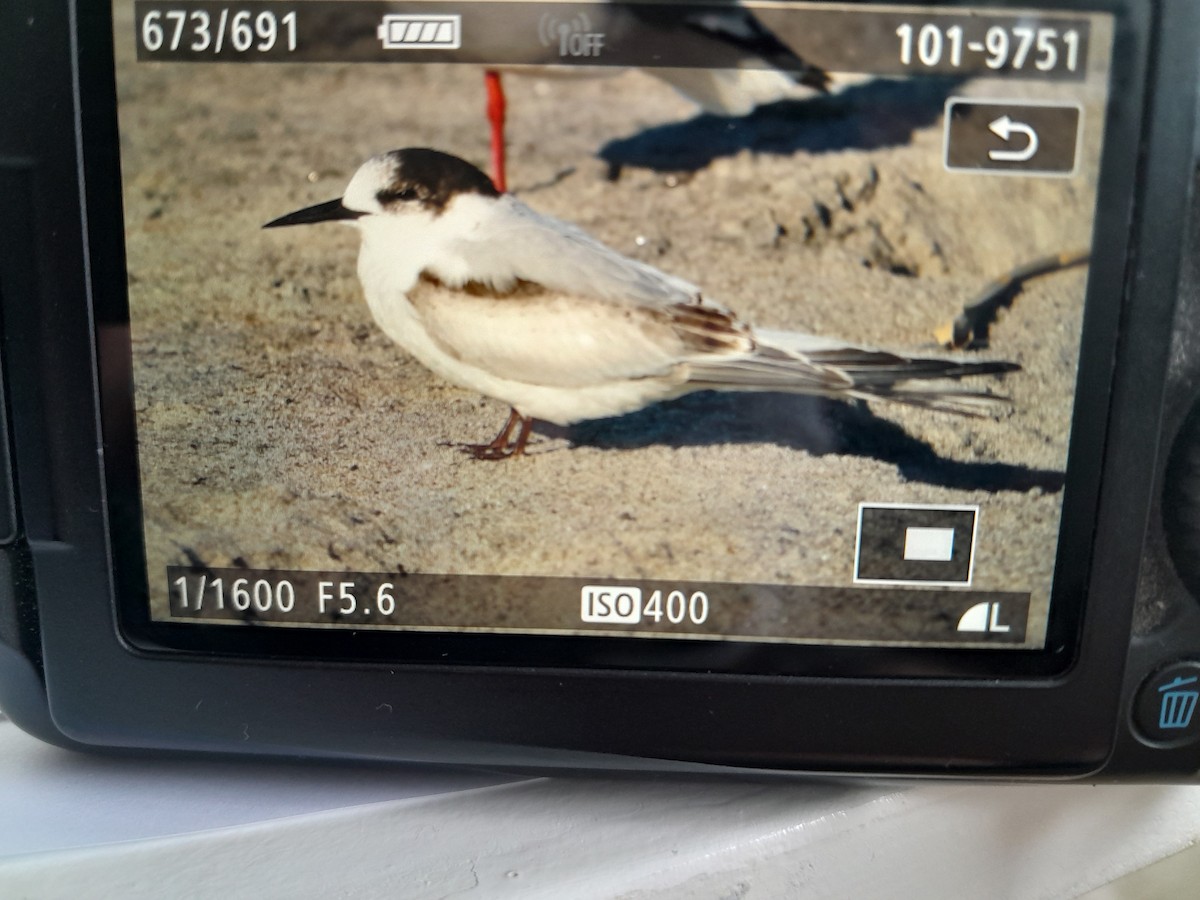 White-fronted Tern - ML619311812
