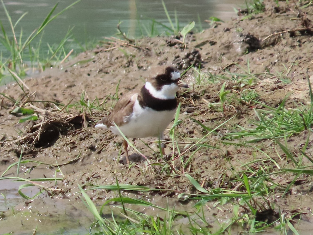 Semipalmated Plover - ML619311813
