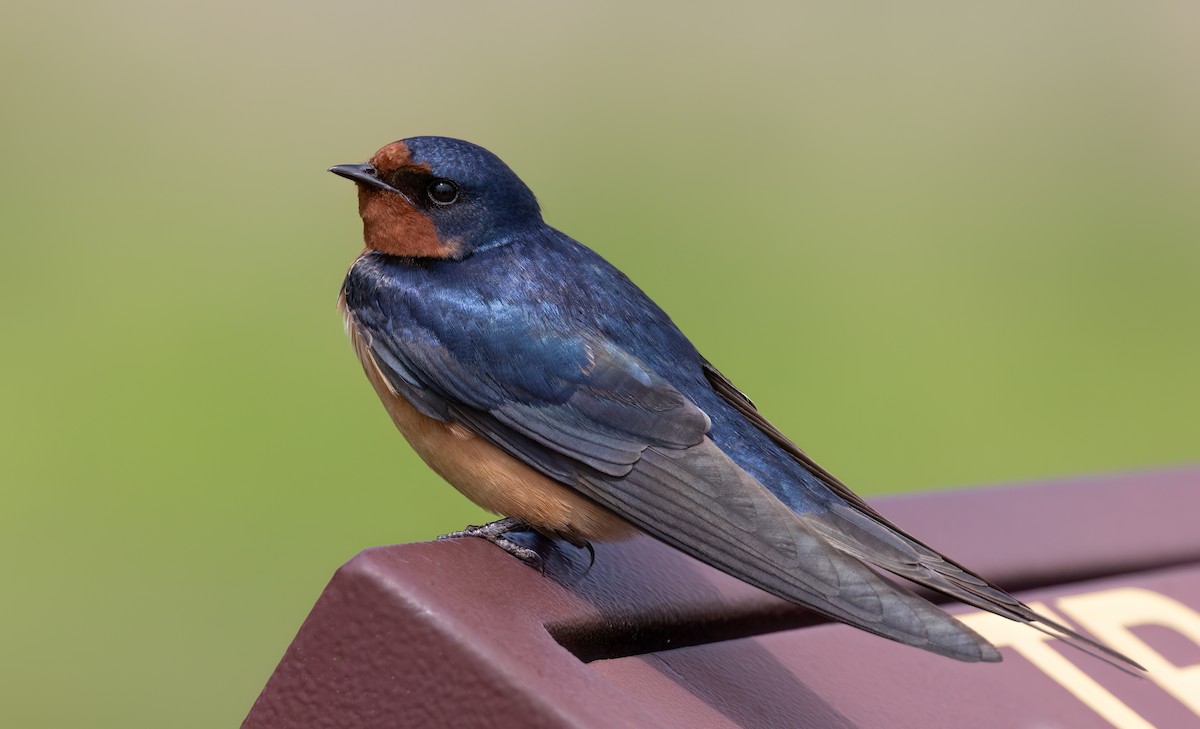 Barn Swallow (American) - ML619311827