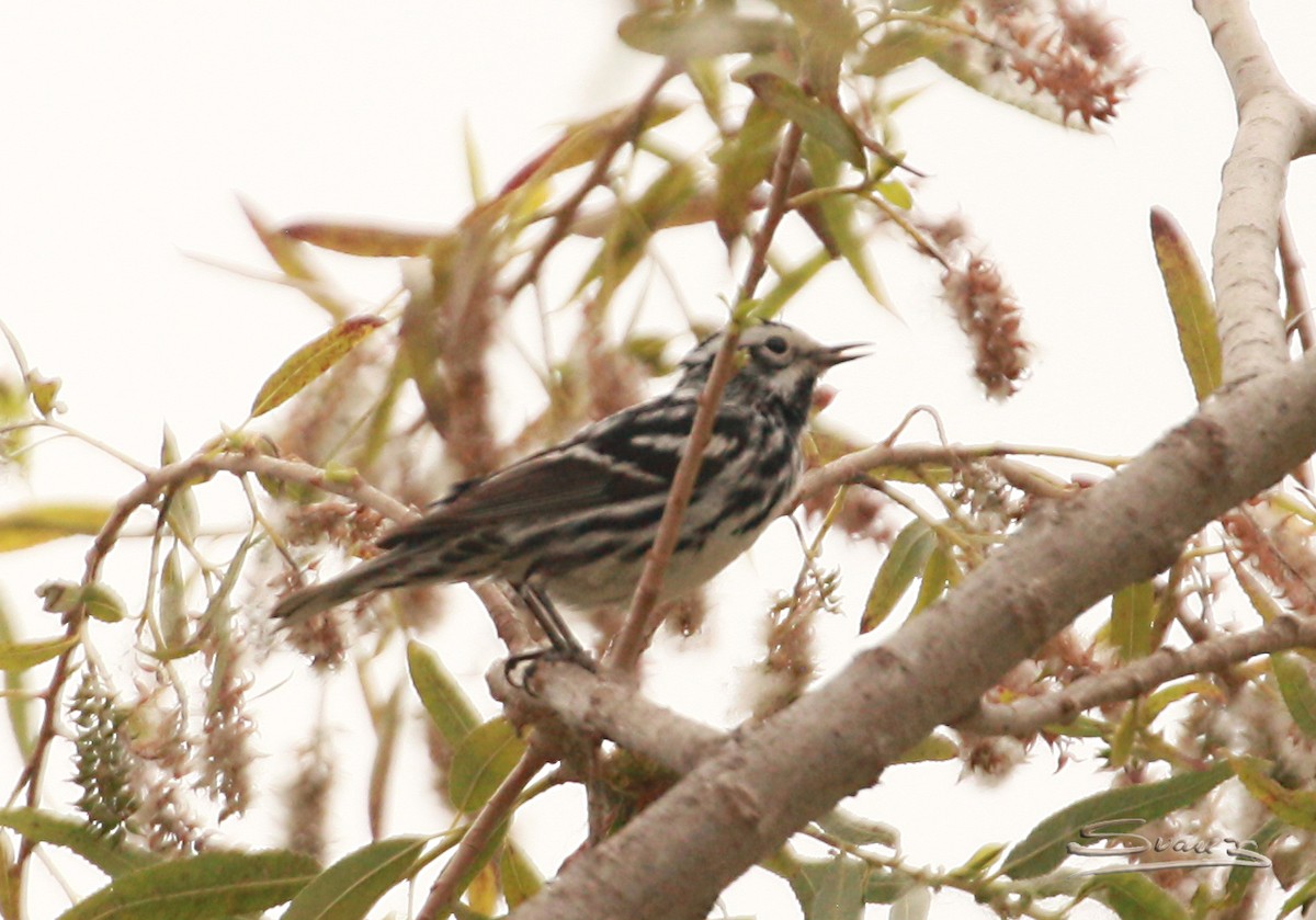 Black-and-white Warbler - ML619311846