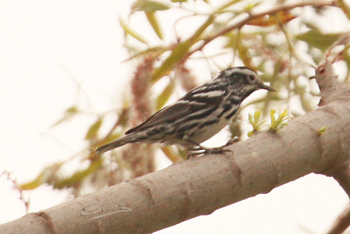 Black-and-white Warbler - ML619311847