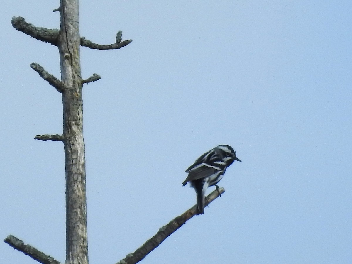 Black-and-white Warbler - ML619311902