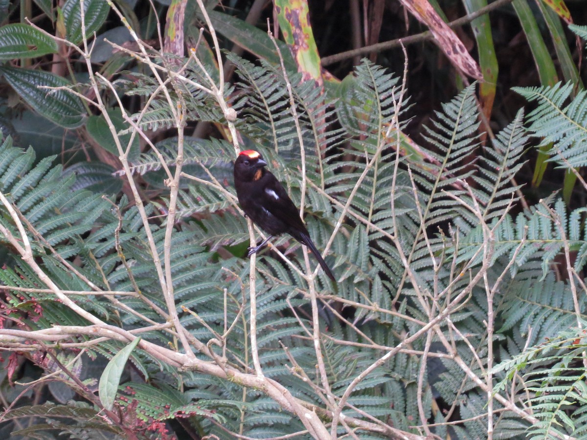 Flame-crested Tanager (Flame-crested) - ML619311954