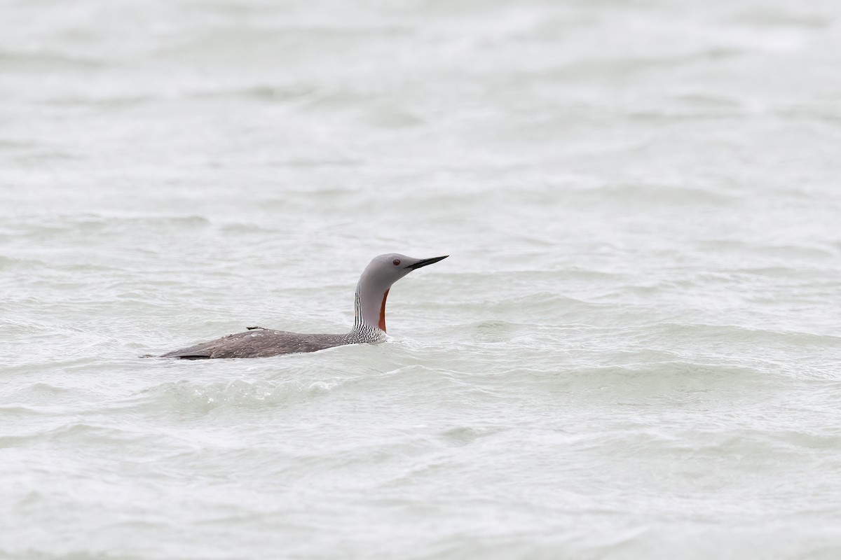 Red-throated Loon - ML619312014