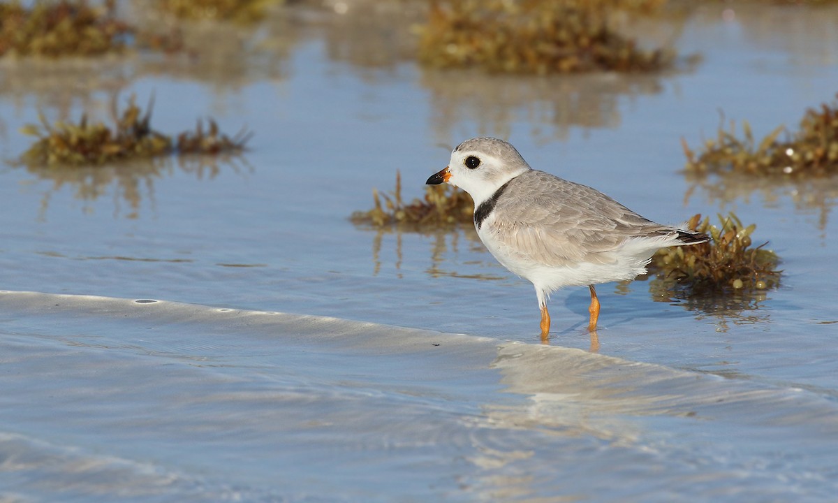 Piping Plover - ML619312032