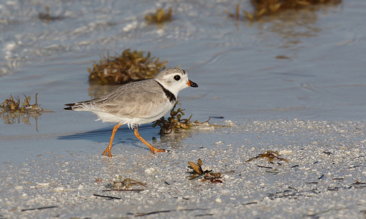 Piping Plover - ML619312033