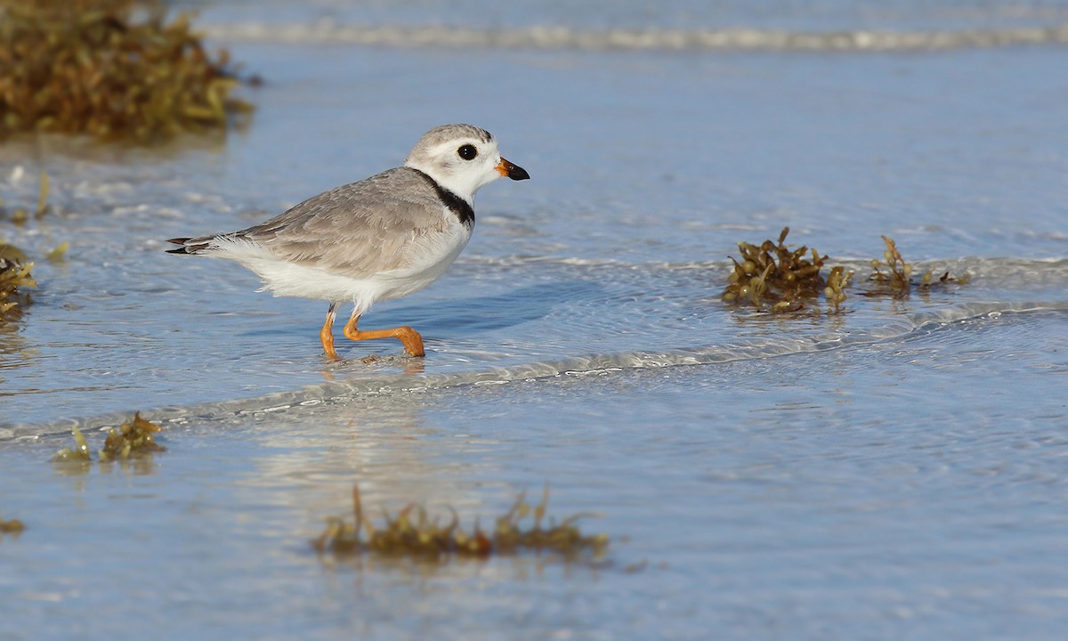 Piping Plover - ML619312034