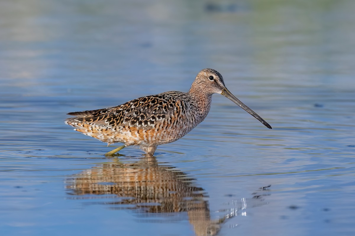 Long-billed Dowitcher - ML619312066